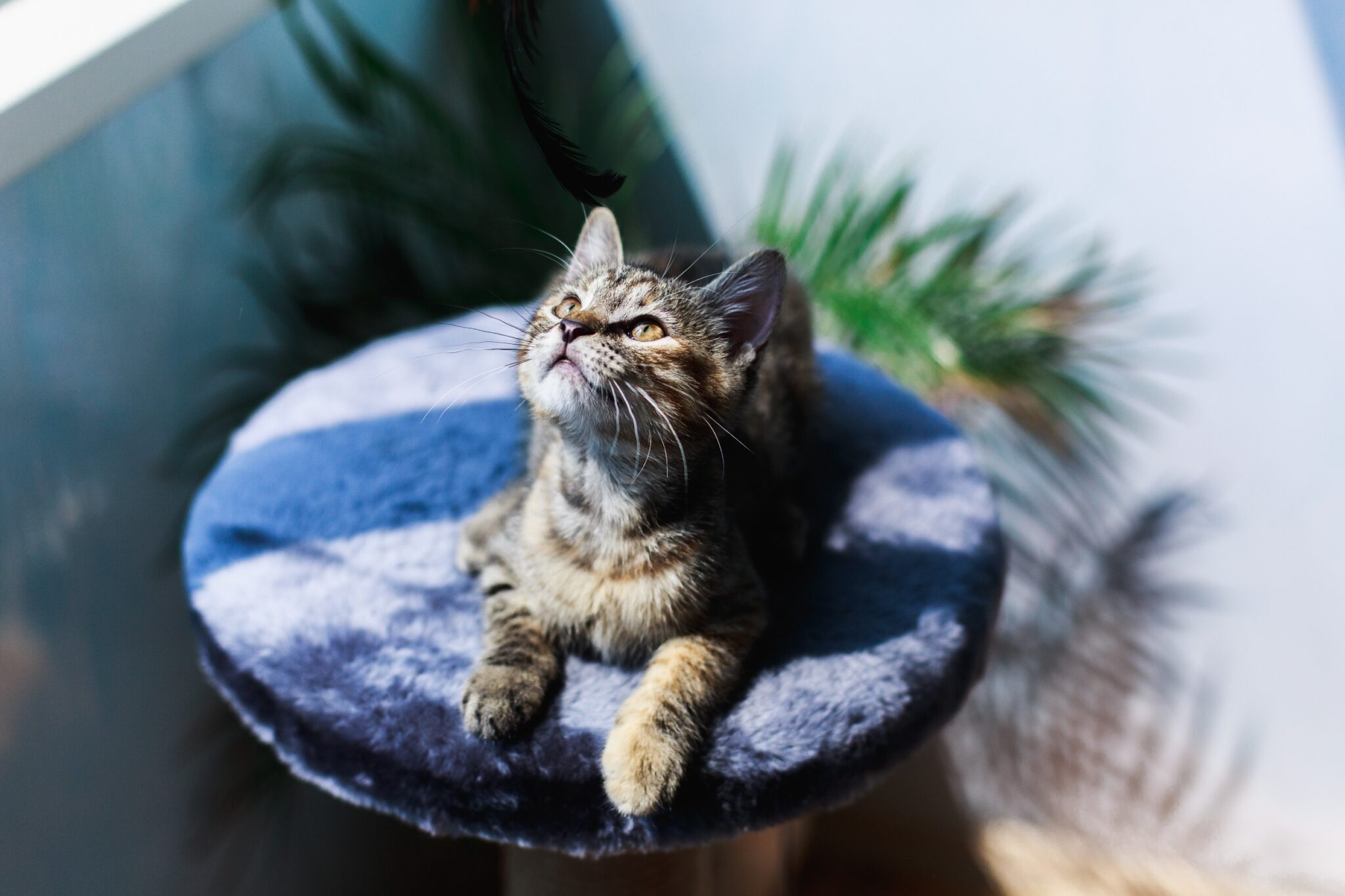 Chat sur son arbre à chat