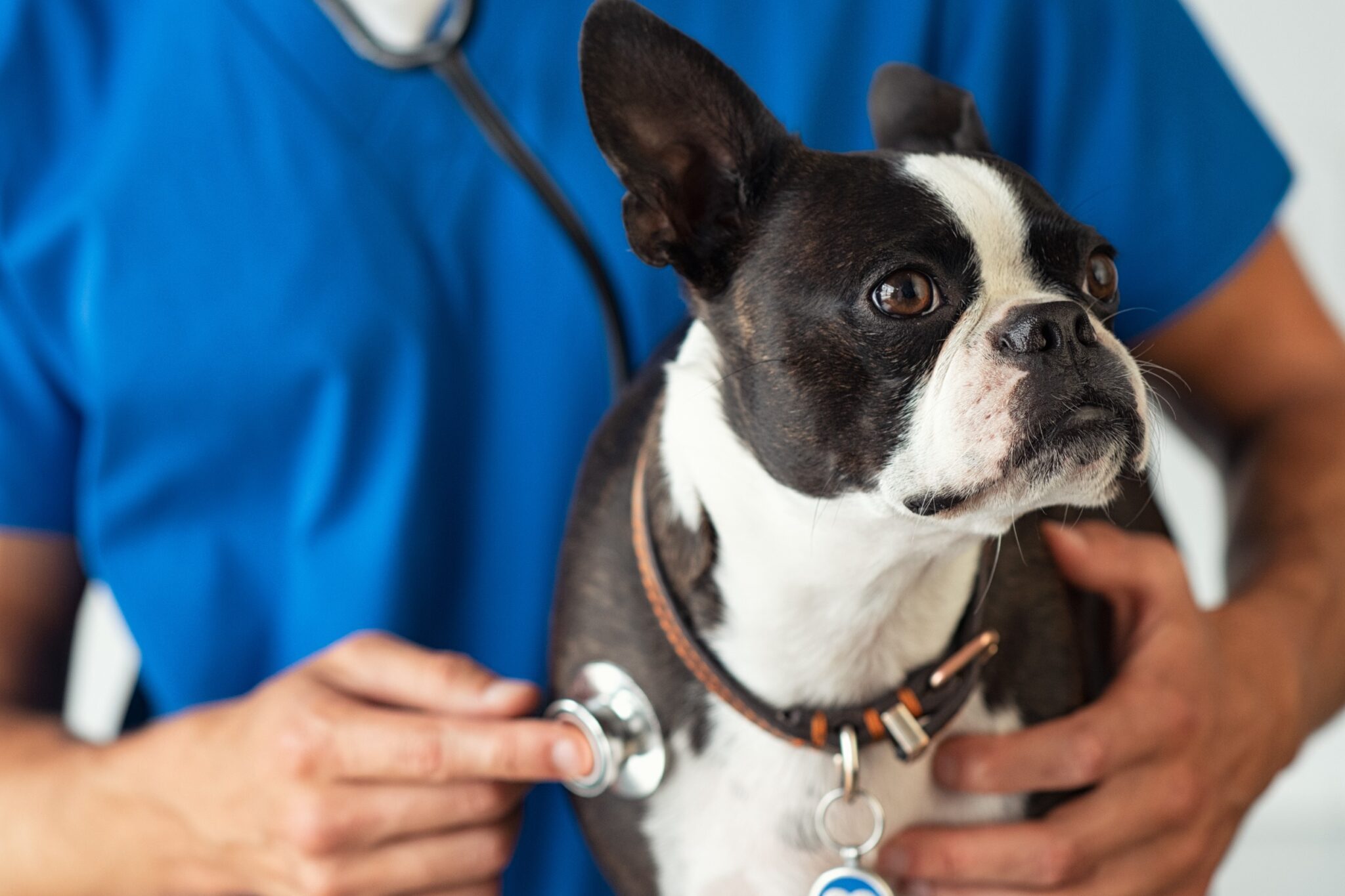 un boston terrier est ausculté par un vétérinaire