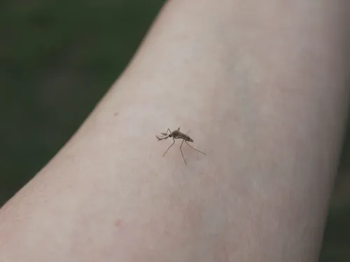 Mutuelle : pourquoi se protéger des moustiques ? Comment se faire rembourser ses vaccins ?