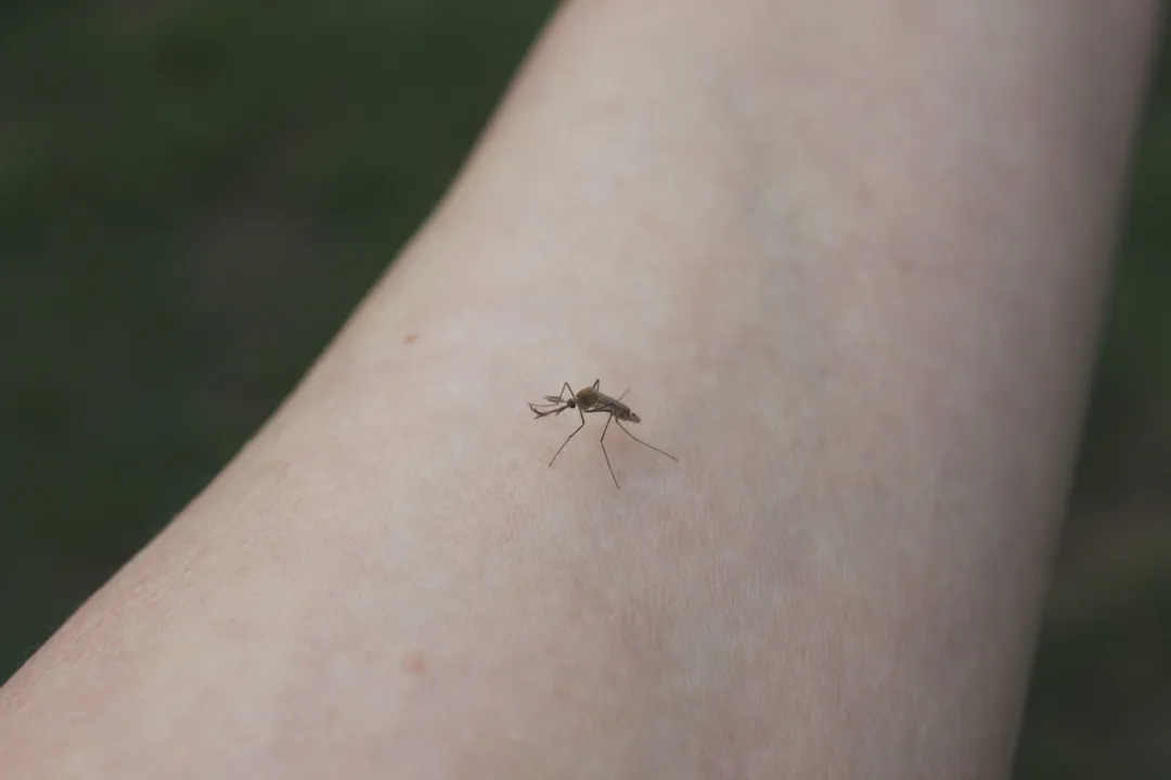 Mutuelle : pourquoi se protéger des moustiques ? Comment se faire rembourser ses vaccins ?