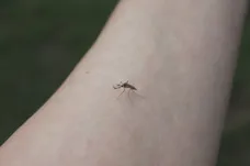 Mutuelle : pourquoi se protéger des moustiques ? Comment se faire rembourser ses vaccins ?