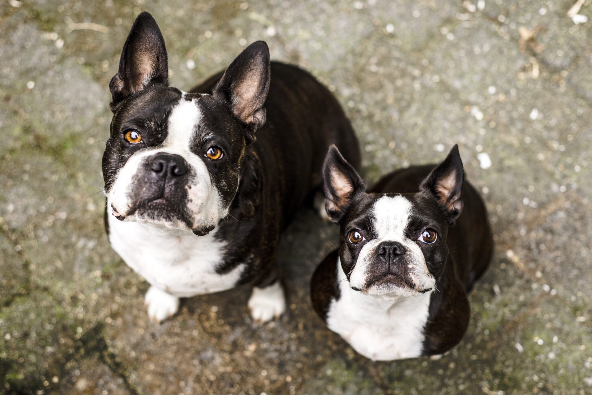 deux bostons terriers sont assis