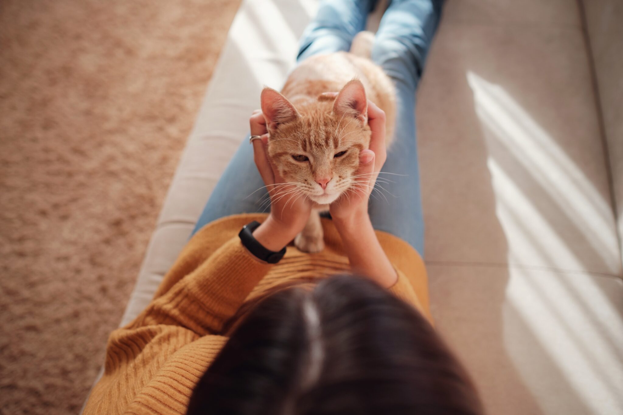 un chat roux est caressé par sa maitresse