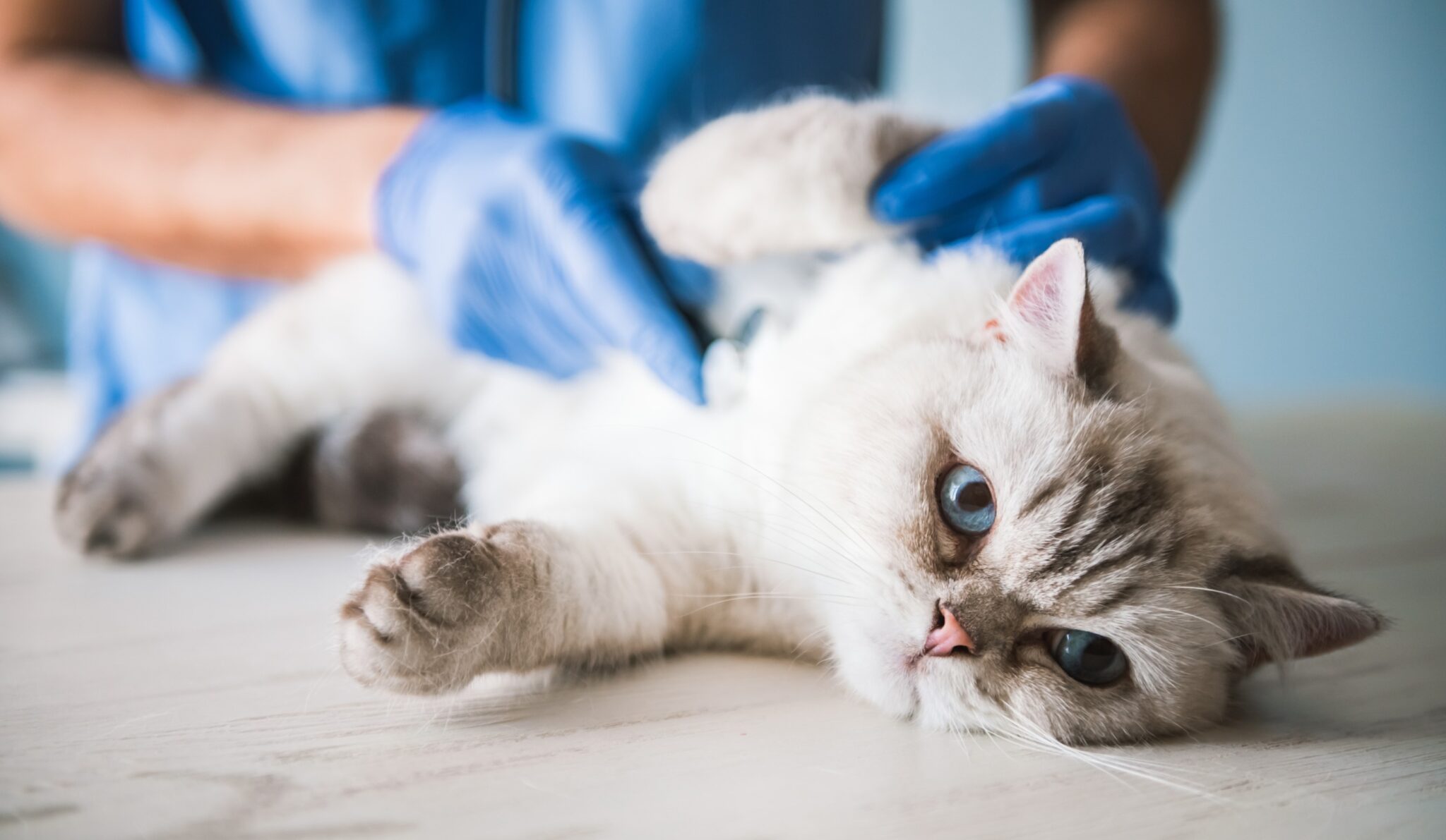 un chat blanc est examiné par un vétérinaire