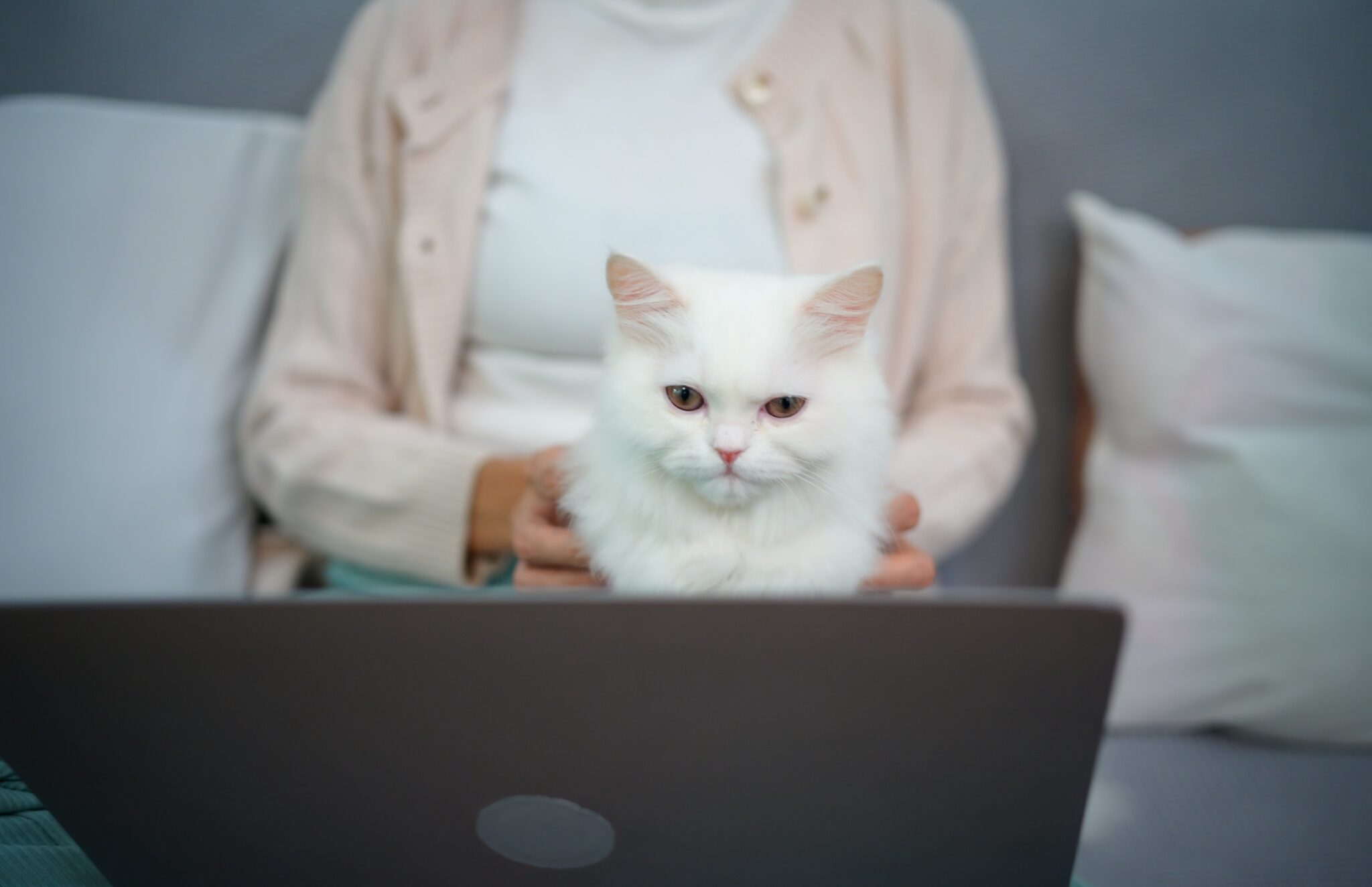 Un chat devant un PC