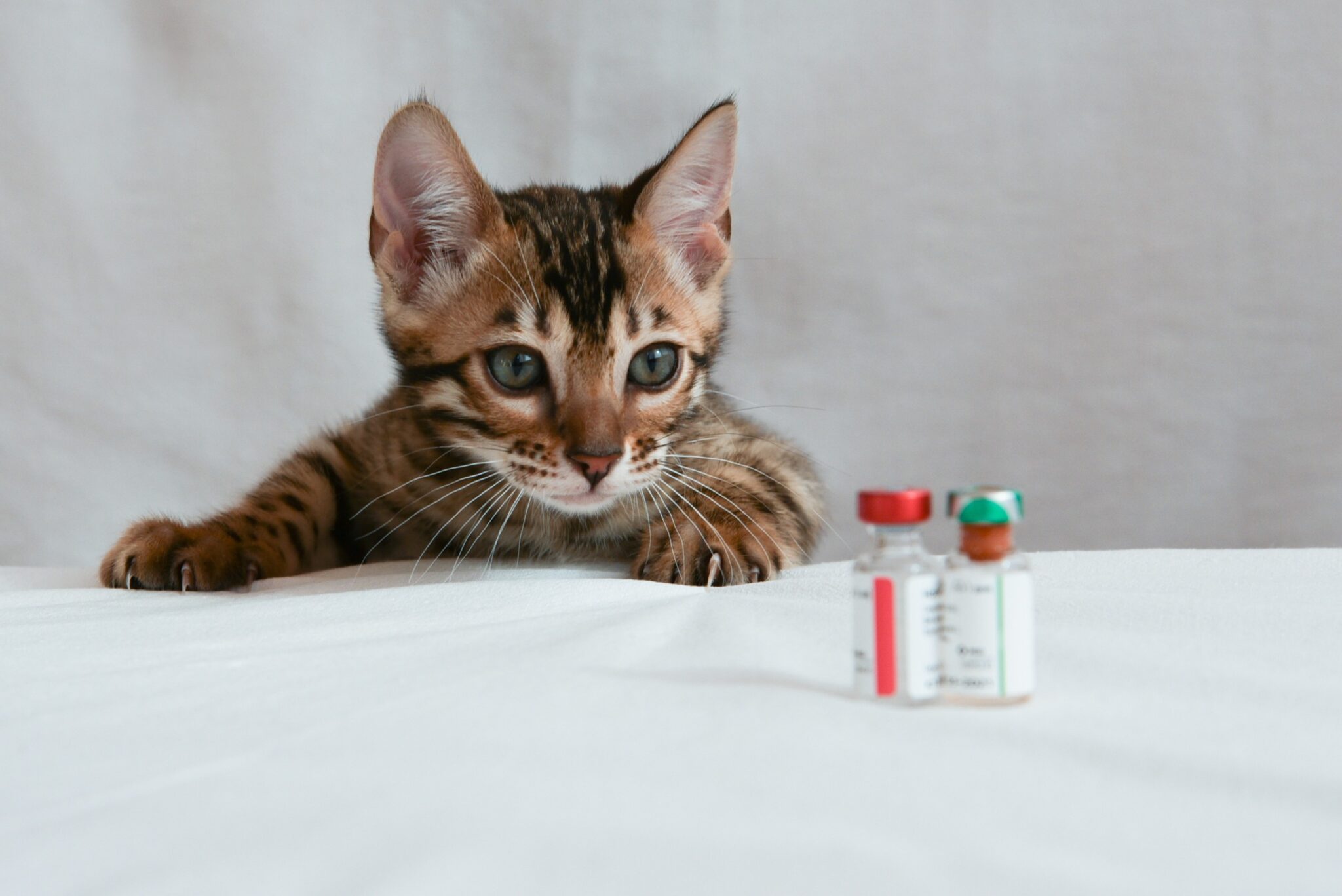 Chat qui regarde des flacons de vaccins