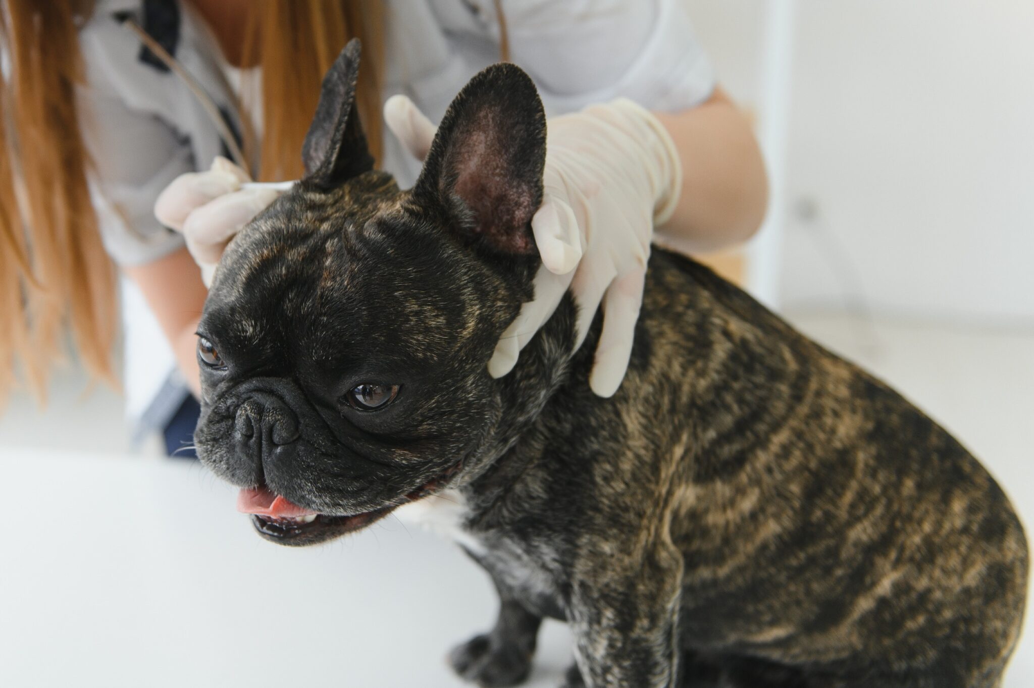 Un bouledogue français chez le vétérinaire