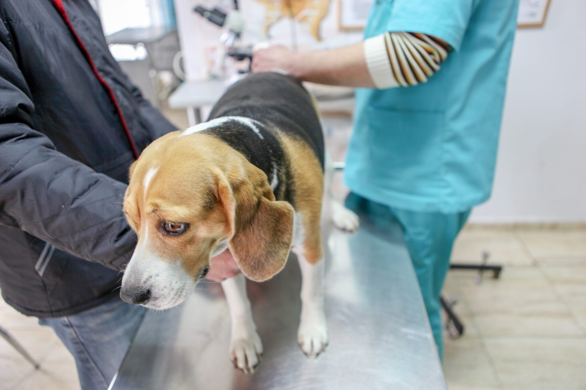 un beagle chez le vétérinaire