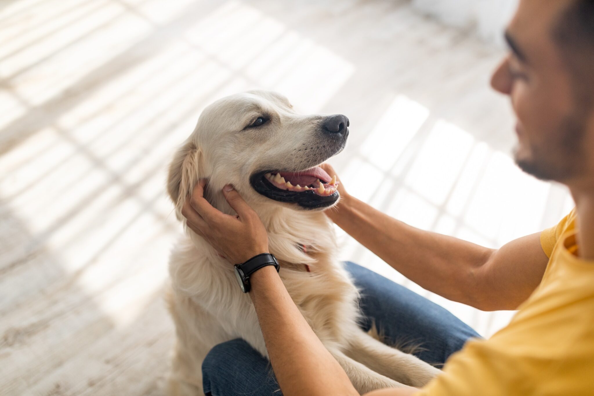 Un chien qui se fait caresser par un homme